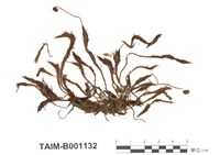 藏品(檜葉金髮苔)的圖片